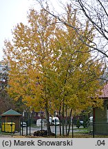 Populus tremula (topola osika)