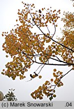 Populus tremula (topola osika)