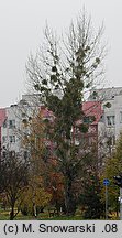 Populus ×canadensis (topola kanadyjska)