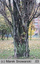 Populus nigra Italica