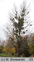 Populus ×canadensis (topola kanadyjska)