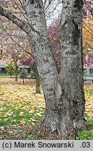 Populus ×canadensis (topola kanadyjska)