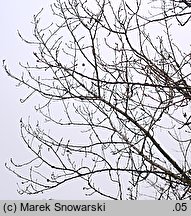 Populus ×canadensis (topola kanadyjska)