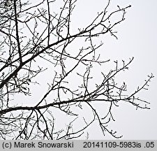 Populus ×canadensis (topola kanadyjska)