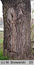 Populus ×canadensis (topola kanadyjska)