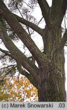 Populus ×canadensis (topola kanadyjska)