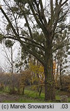 Populus ×canadensis (topola kanadyjska)