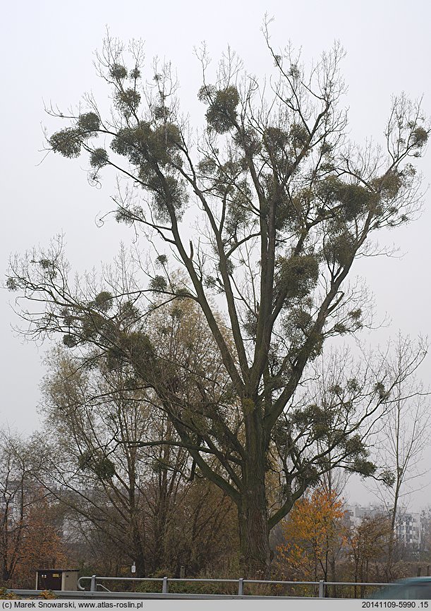 Populus ×canadensis (topola kanadyjska)