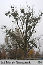 Populus ×canadensis (topola kanadyjska)