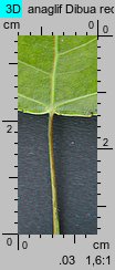 Populus nigra Italica