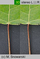 Populus nigra Italica