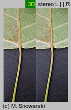 Populus nigra Italica