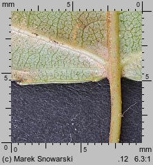 Populus nigra Italica