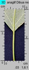 Populus ×canadensis (topola kanadyjska)
