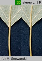 Populus ×canadensis (topola kanadyjska)