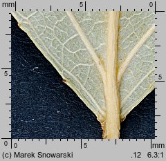 Populus ×canadensis (topola kanadyjska)