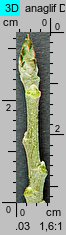 Populus tremula (topola osika)