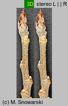 Populus tremula (topola osika)