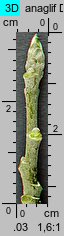 Populus tremula (topola osika)