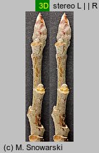 Populus tremula (topola osika)
