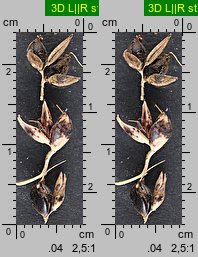 Sorghum nigrum (sorgo czarne)