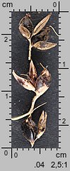 Sorghum nigrum (sorgo czarne)