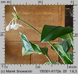 Eucharis amazonica (lilia amazońska)