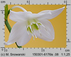 Eucharis amazonica (lilia amazońska)