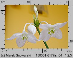 Eucharis amazonica (lilia amazońska)