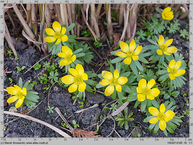 Eranthis hyemalis (rannik zimowy)