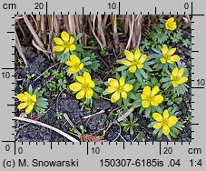 Eranthis hyemalis (rannik zimowy)