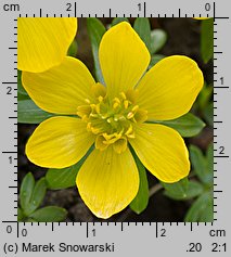 Eranthis hyemalis (rannik zimowy)