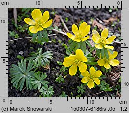 Eranthis hyemalis (rannik zimowy)