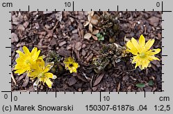 Adonis amurensis (miłek amurski)