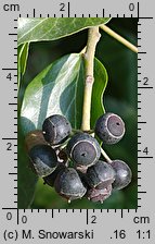 Hedera helix (bluszcz pospolity)