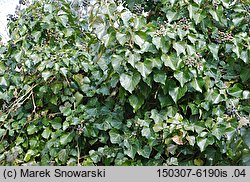 Hedera helix (bluszcz pospolity)