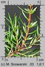 Juniperus communis (jałowiec pospolity)