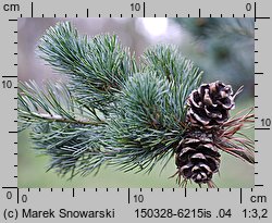 Pinus parviflora (sosna drobnokwiatowa)