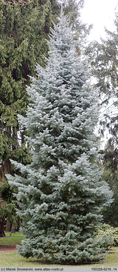 Abies concolor (jodła jednobarwna)