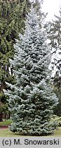 Abies concolor (jodła jednobarwna)