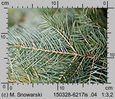 Abies concolor (jodła jednobarwna)