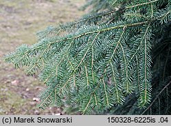 Abies homolepis (jodła nikkońska)