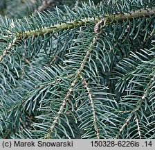 Abies homolepis (jodła nikkońska)