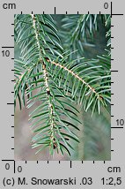 Abies homolepis (jodła nikkońska)