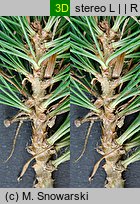 Pinus parviflora (sosna drobnokwiatowa)