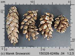 Pinus peuce (sosna rumelijska)