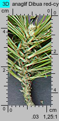 Pinus peuce (sosna rumelijska)