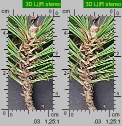 Pinus peuce (sosna rumelijska)