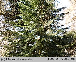 Abies grandis (jodła olbrzymia)