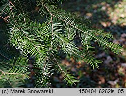 Abies grandis (jodła olbrzymia)